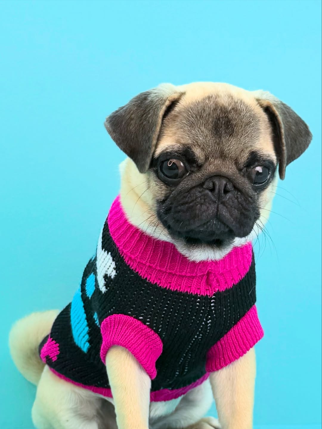 Pug