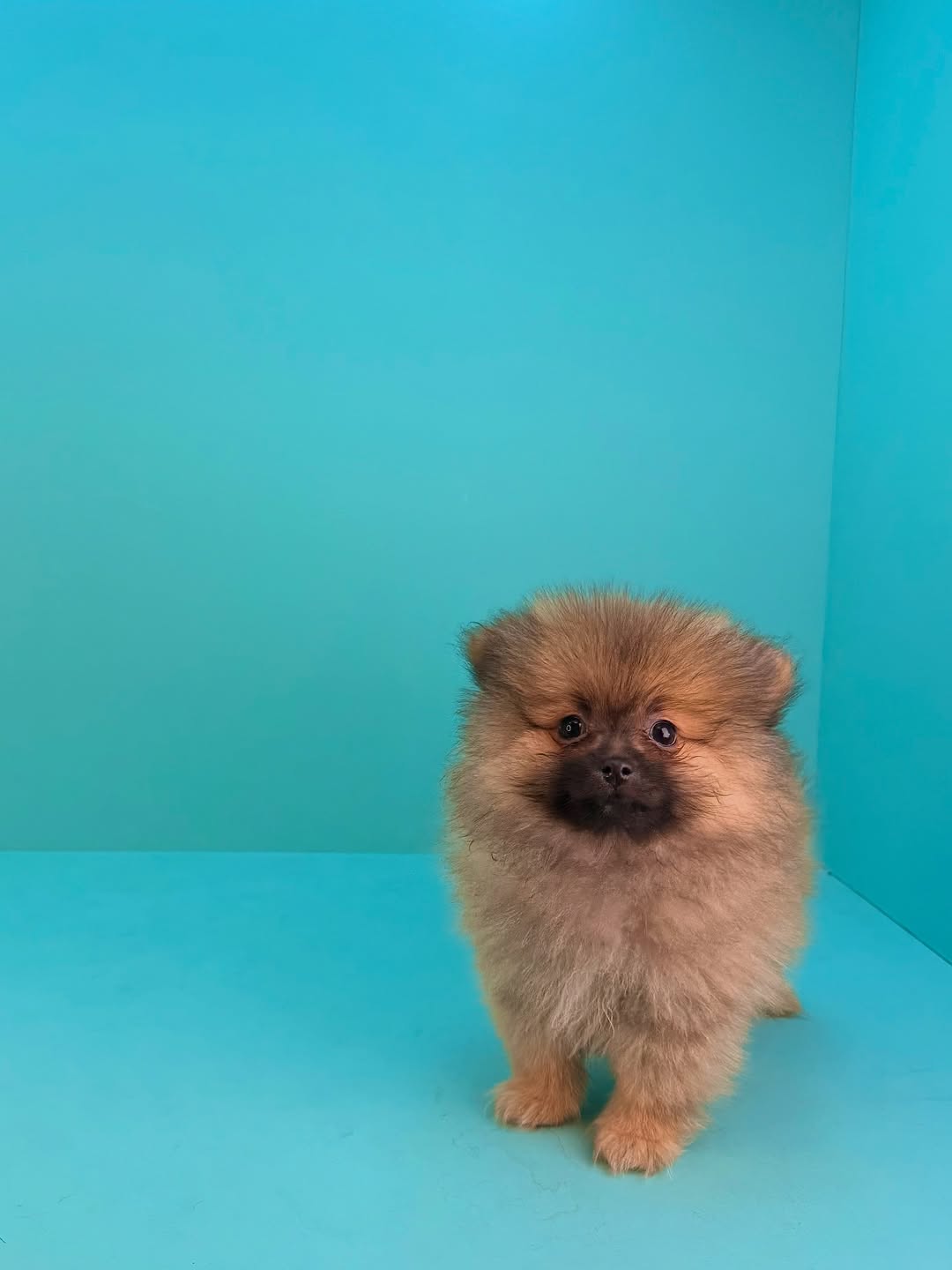 Teacup Pomeranian