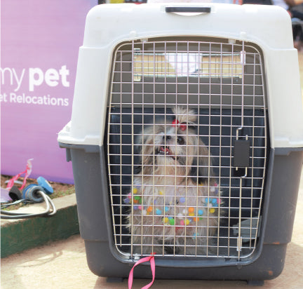 Pet Shipping Dubai