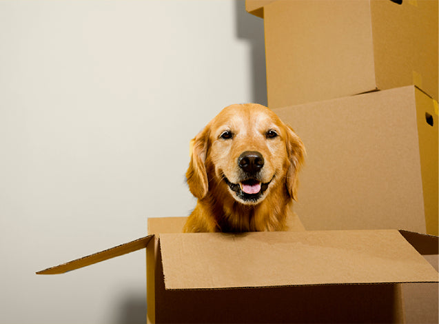 Pet export Dubai
