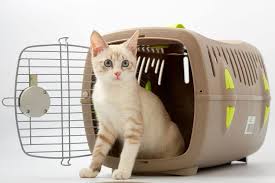 Pet import Dubai