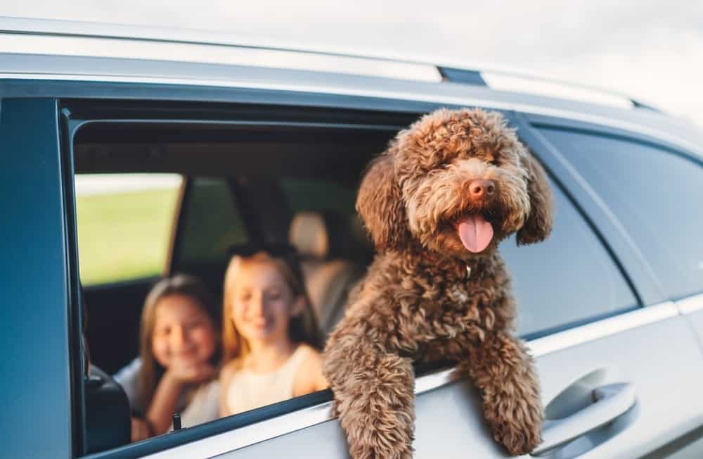 Pet relocation Dubai
