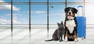 Pet transport services in Dubai