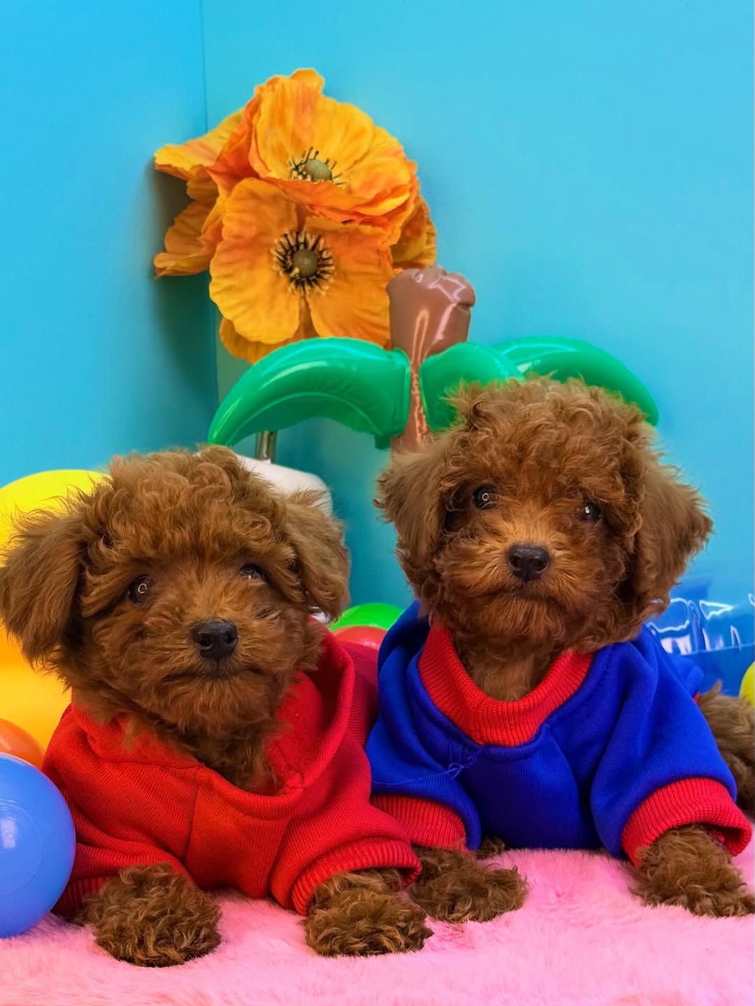 Toy Poodle