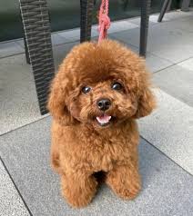 buy a dog in Saudi Arabia