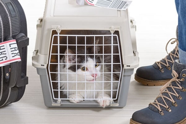 pet transport