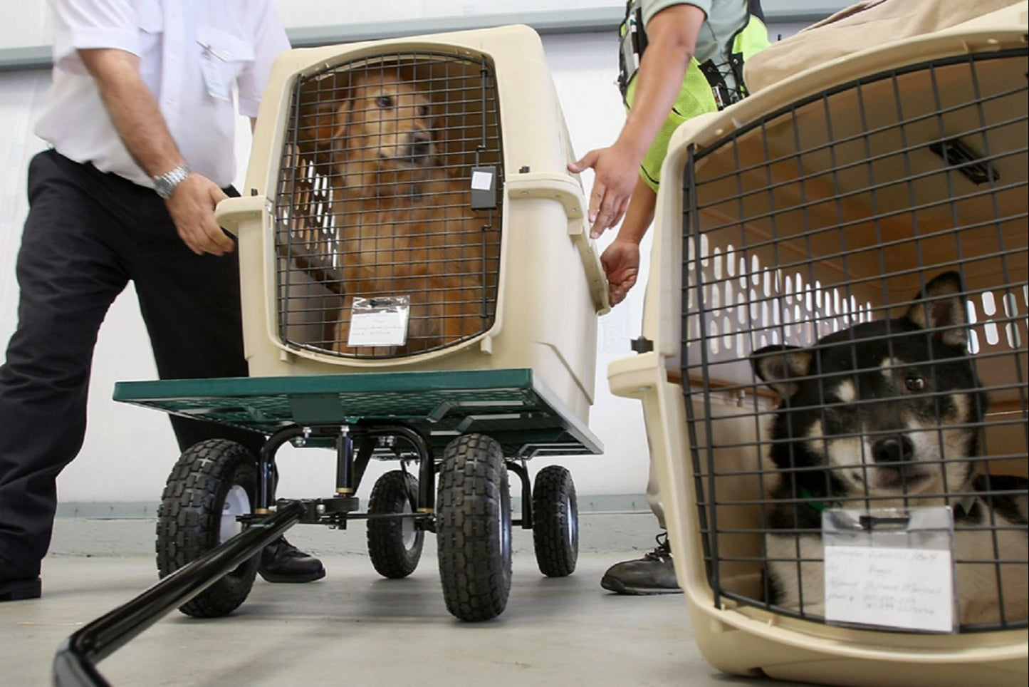 pet transportation services