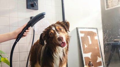 shower for cats and dogs