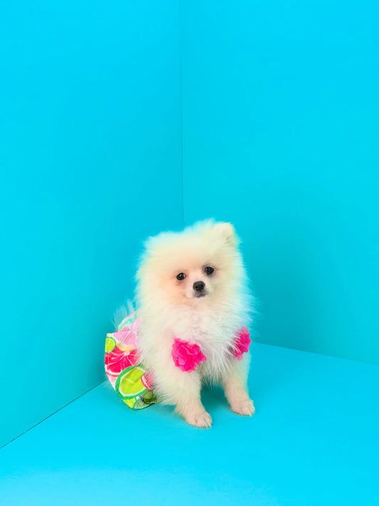 Pomeranian