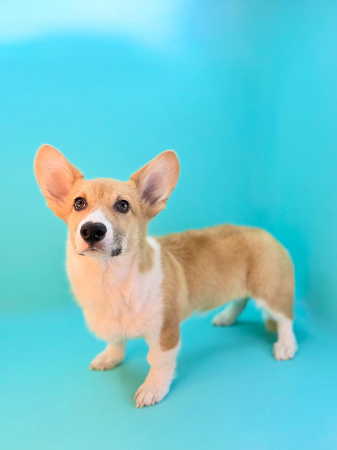 Welsh Corgi