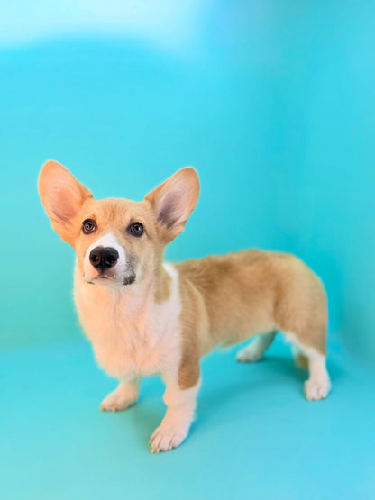 Welsh Corgi