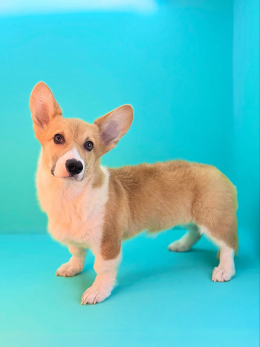 Welsh Corgi