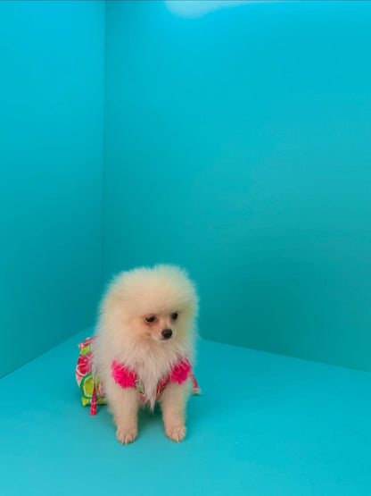 Pomeranian