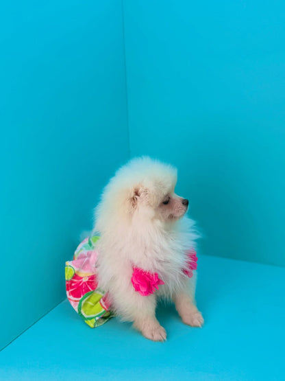 Pomeranian