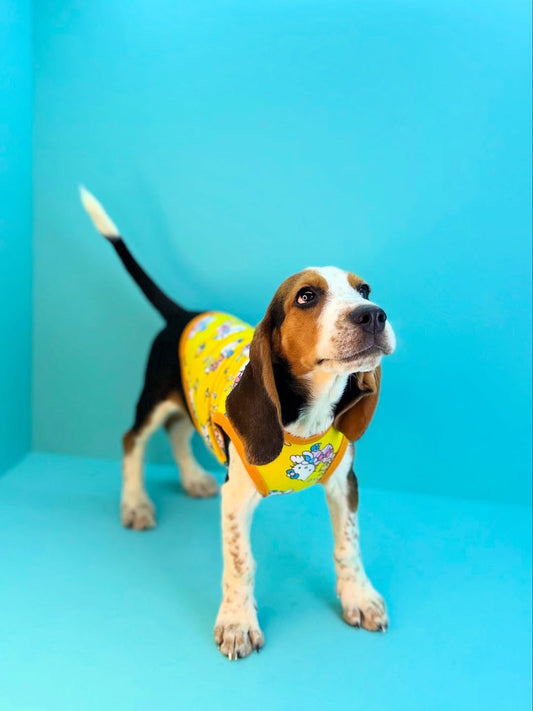 Beagle