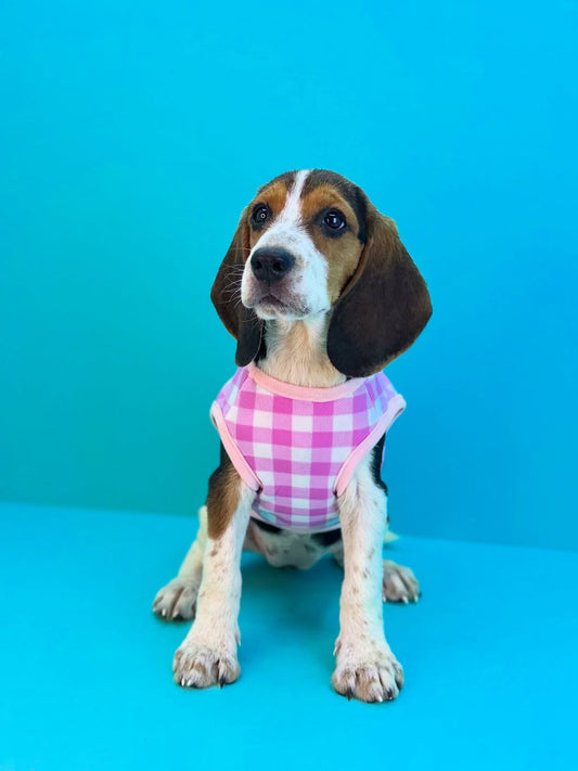 Beagle
