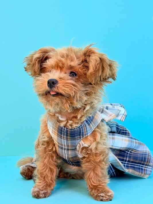 Maltipoo