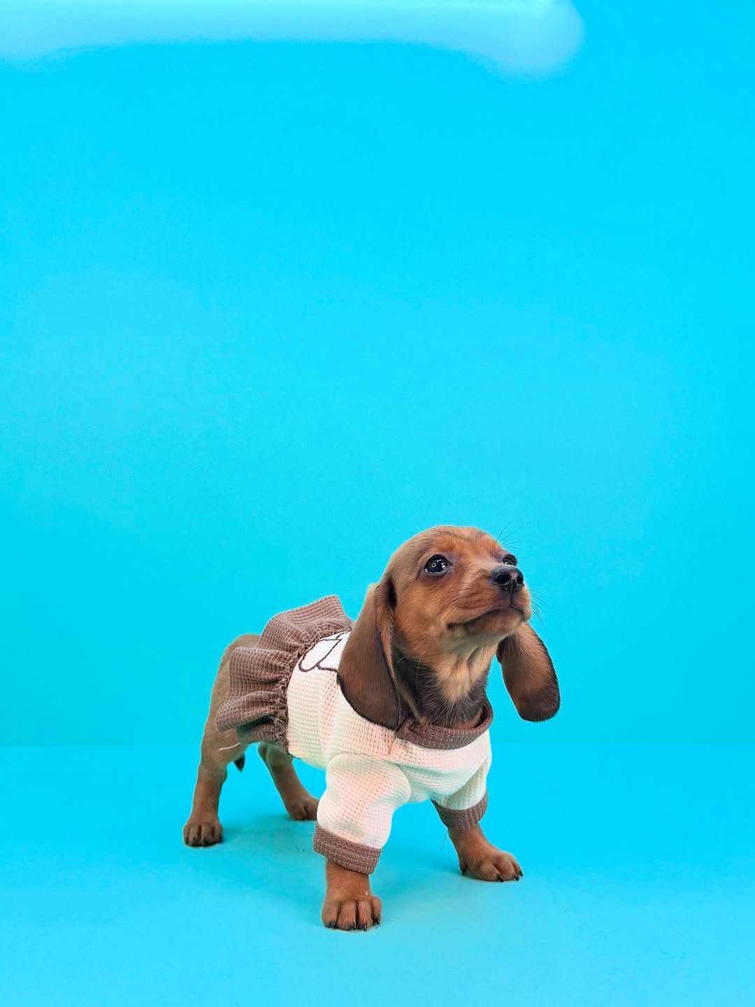 Dachshund