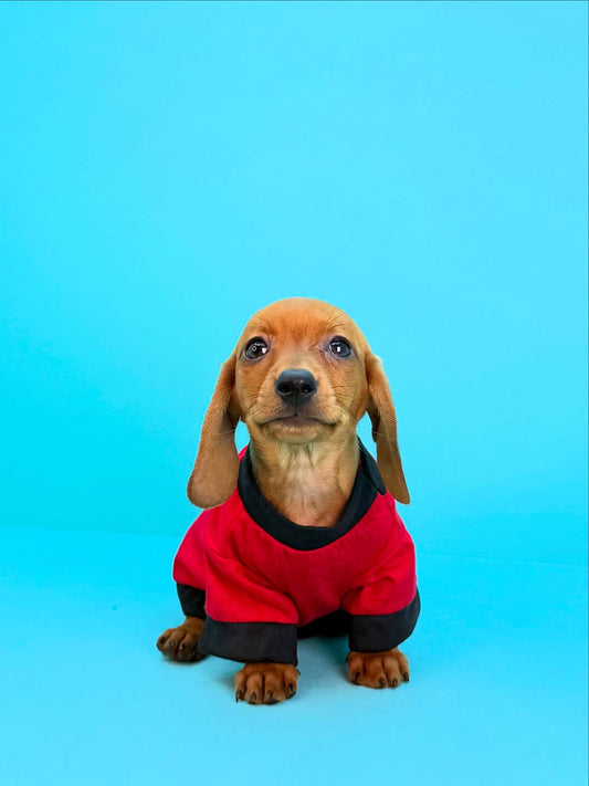 Dachshund