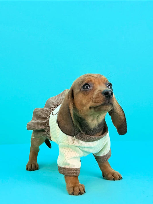 Dachshund