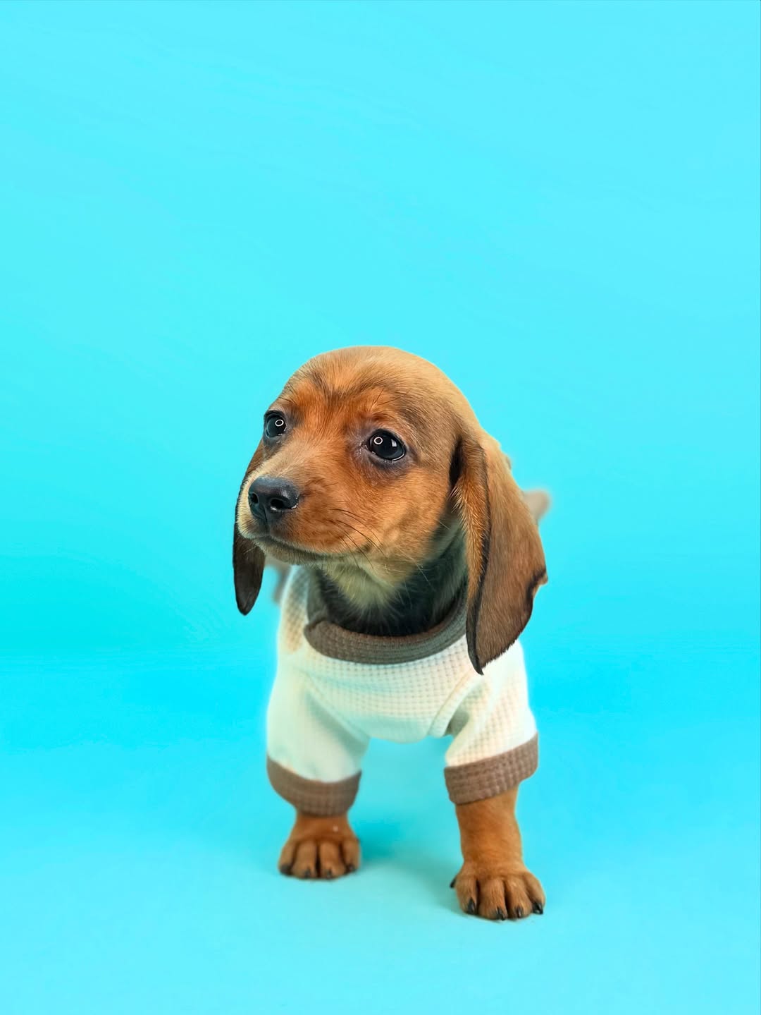Dachshund