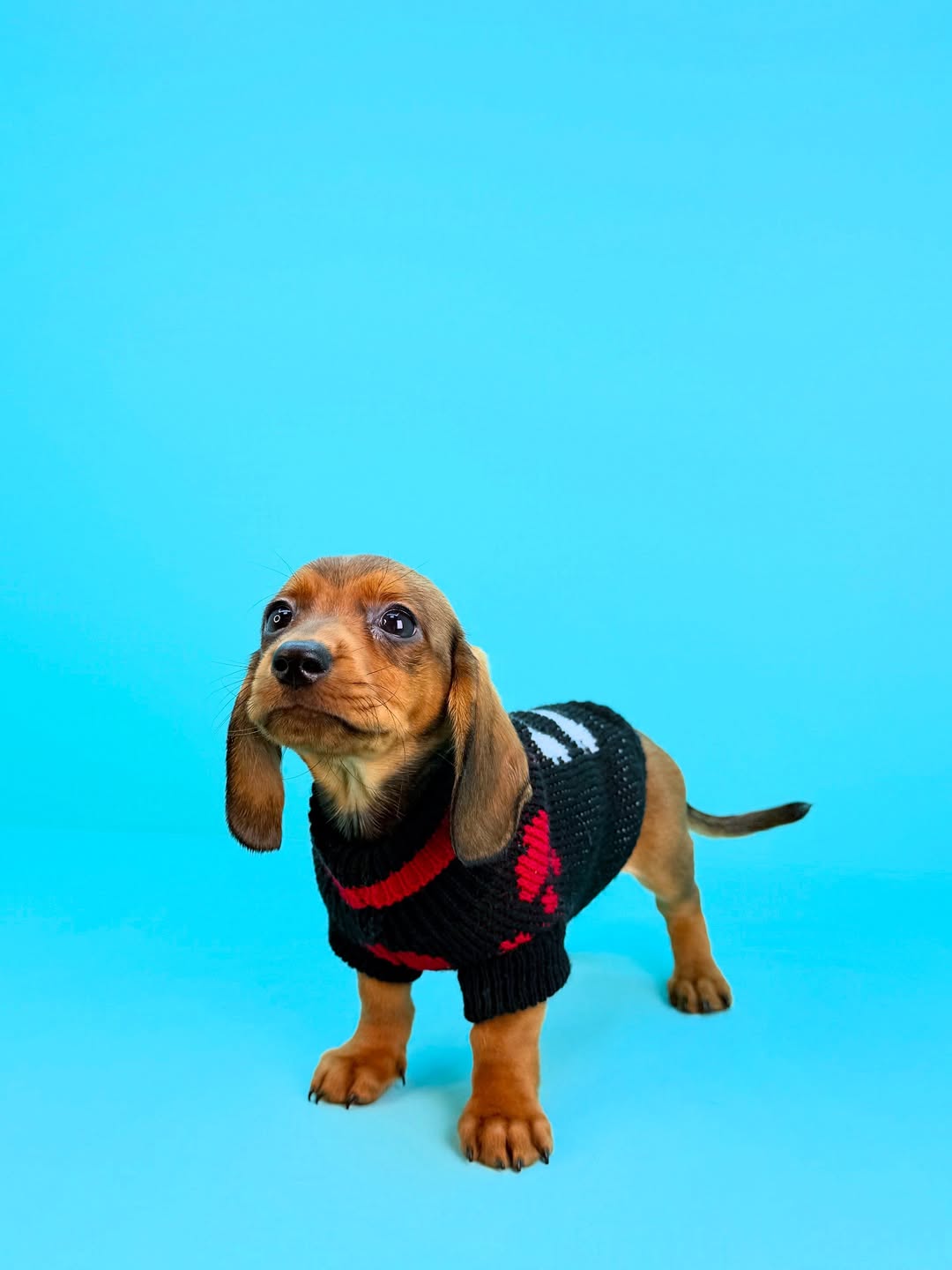 Dachshund
