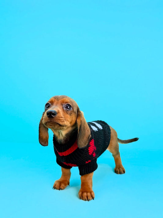 Dachshund