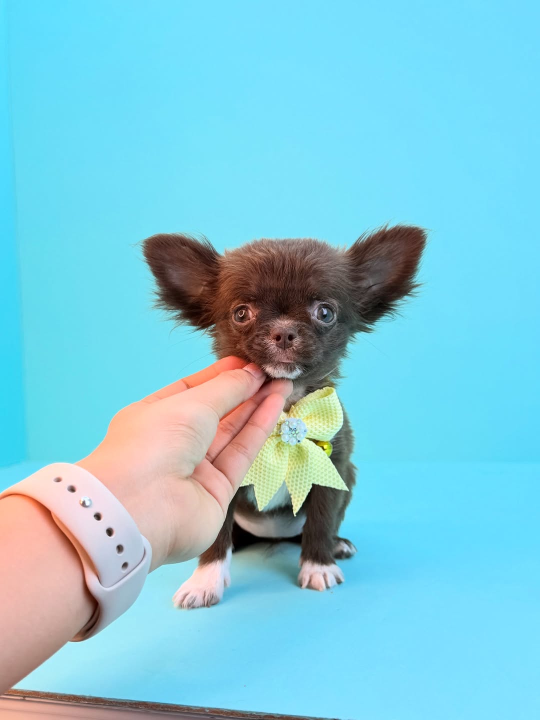 Chihuahua Teacup