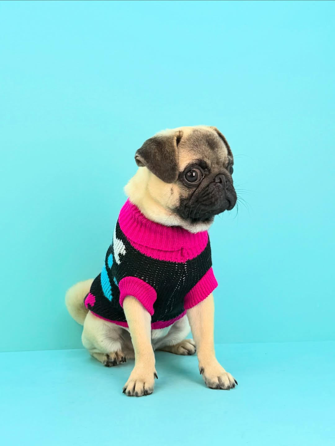 Pug