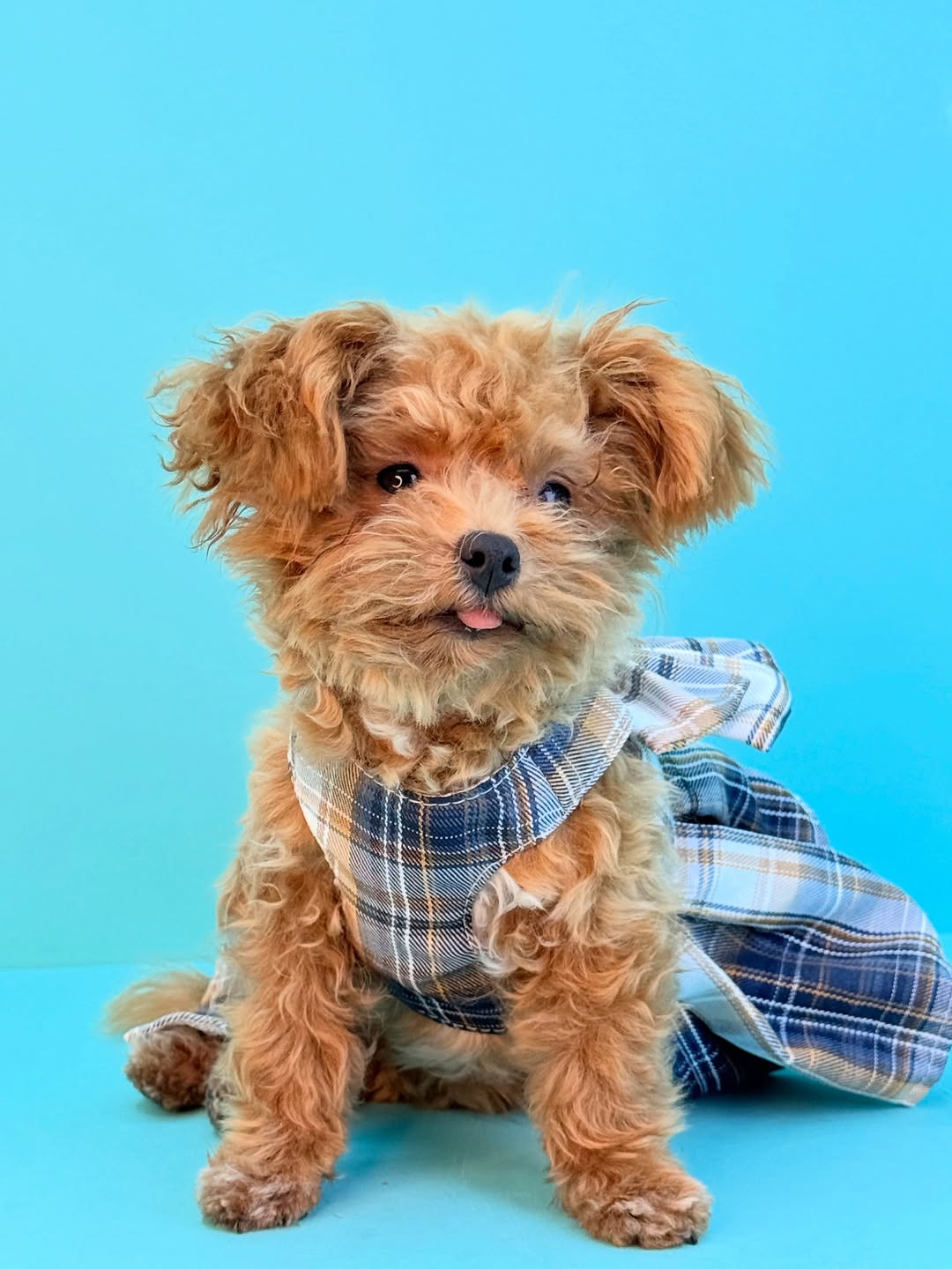 Maltipoo