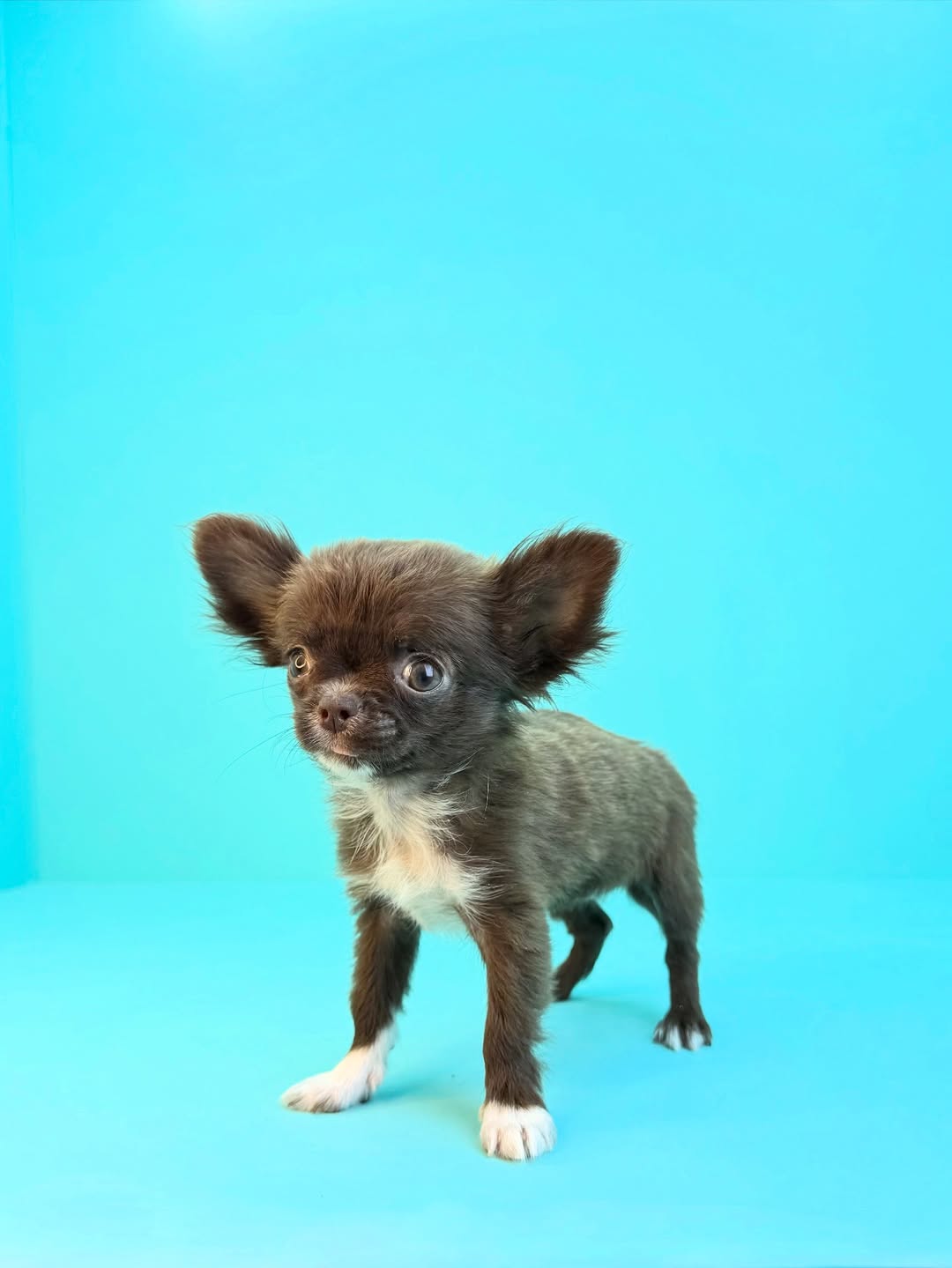 Chihuahua Teacup