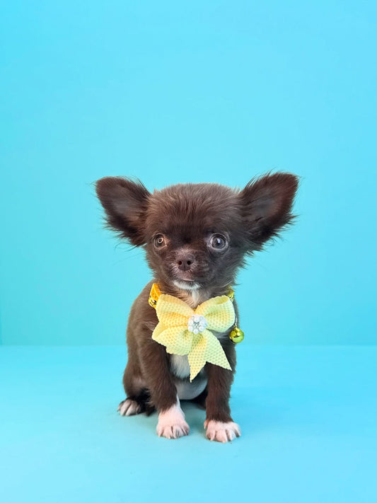 Chihuahua Teacup