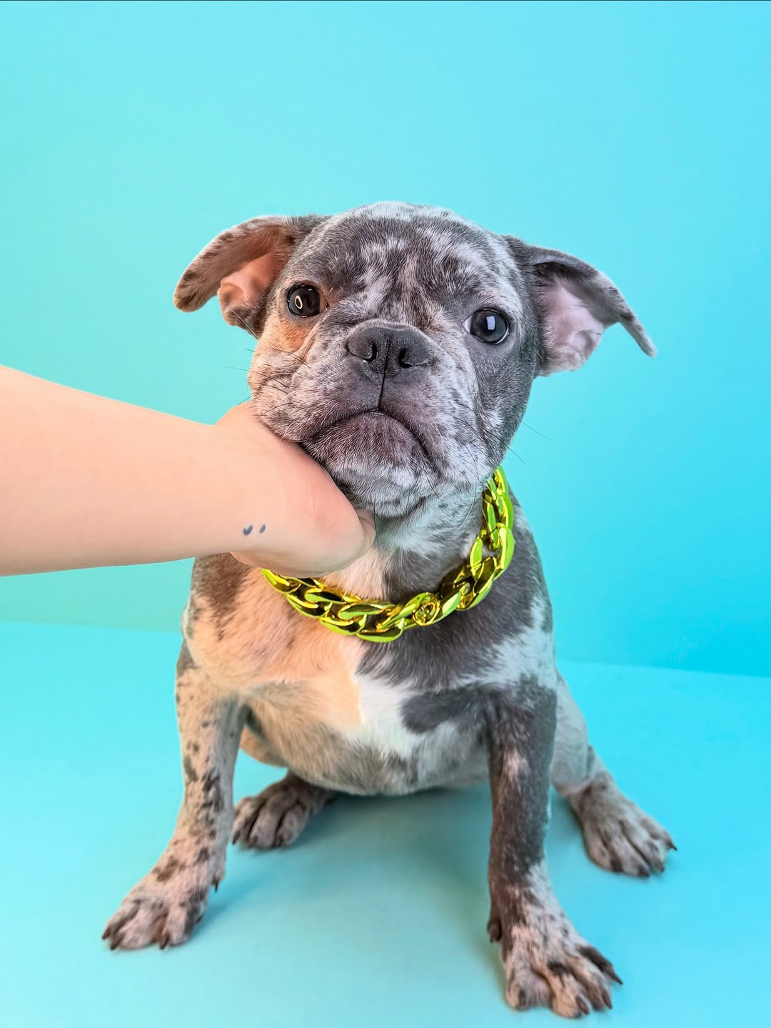French Bulldog