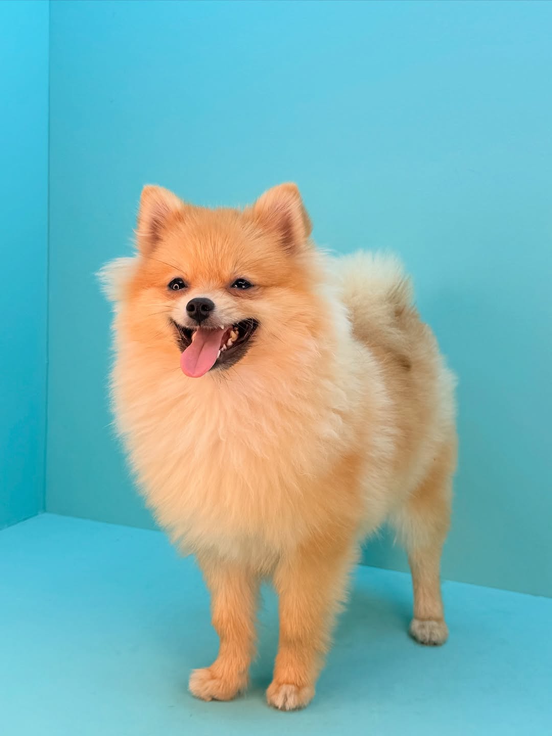 Pomeranian