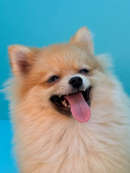 Pomeranian