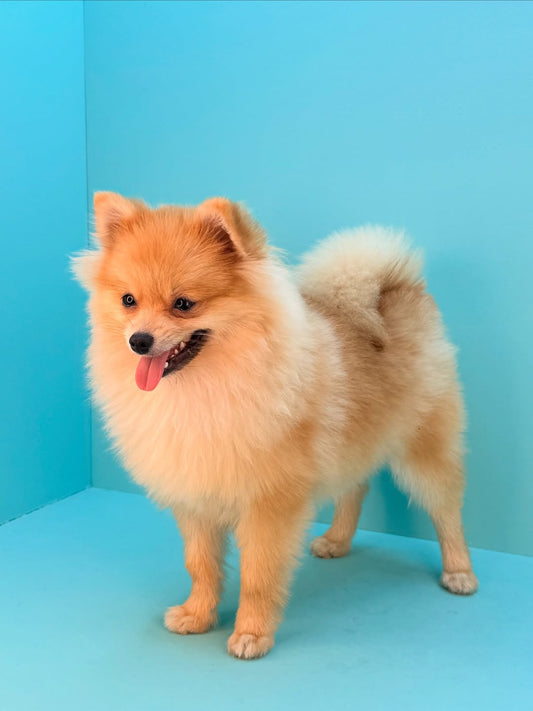 Pomeranian