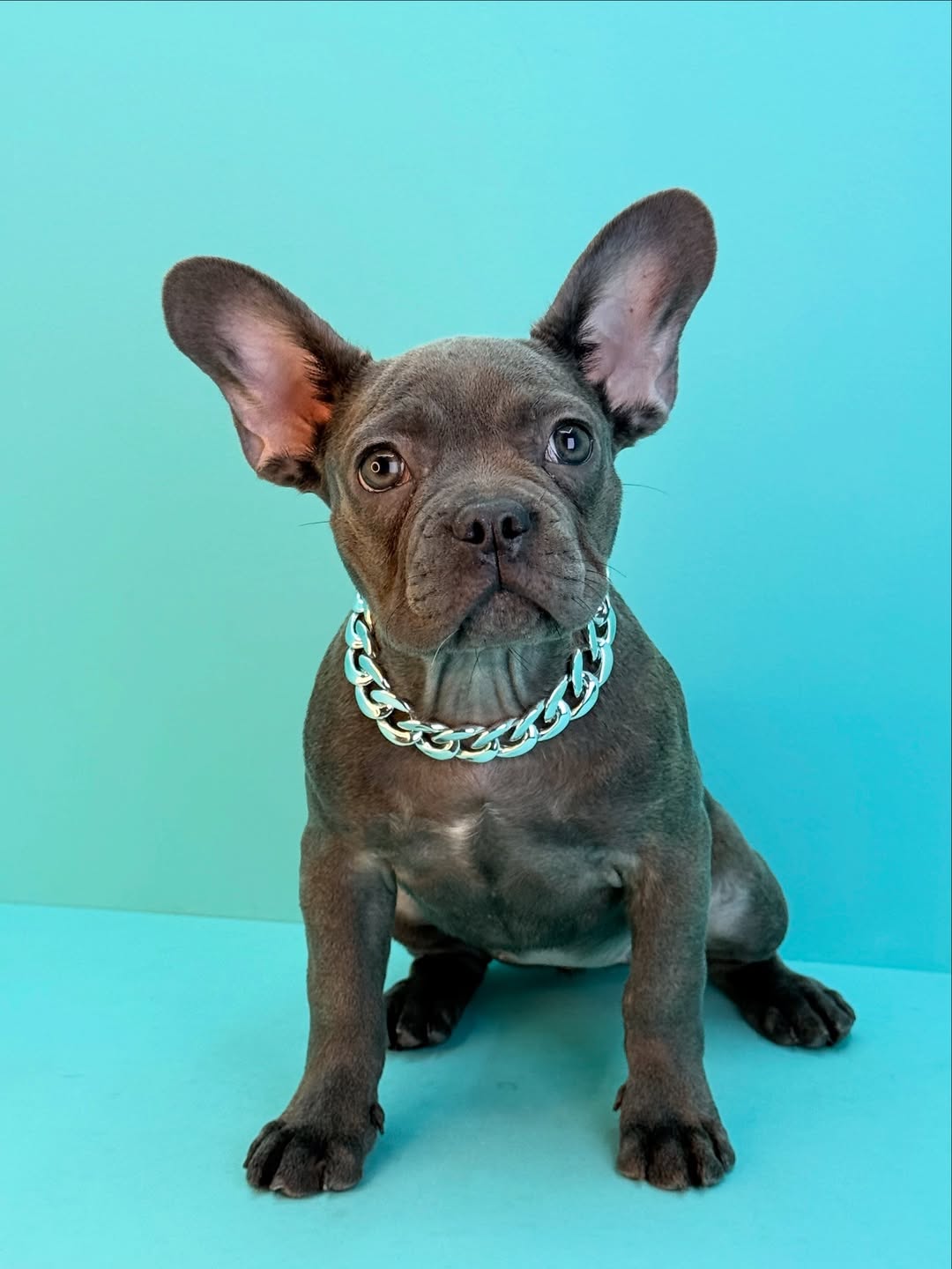 French Bulldog