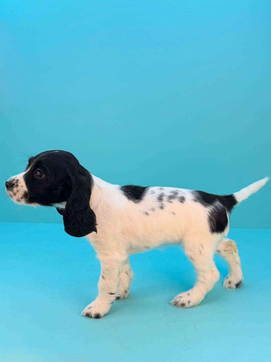Cocker Spaniel
