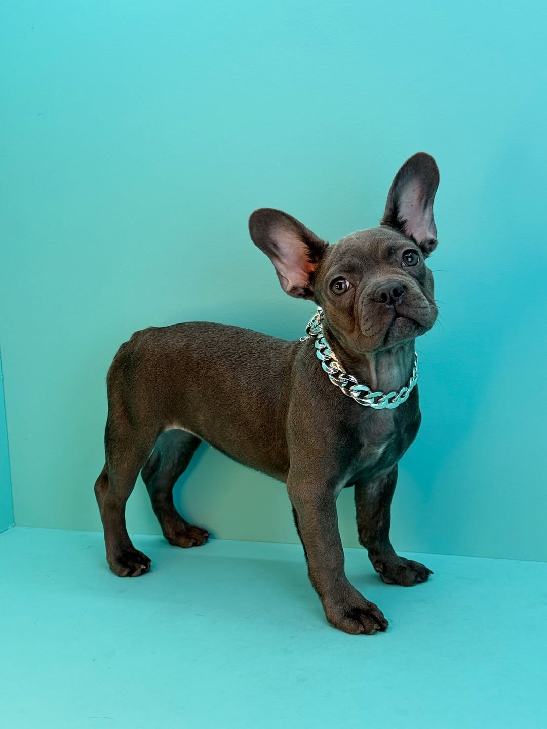 French Bulldog