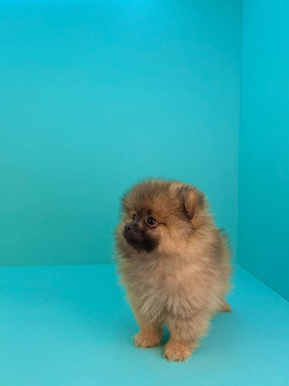 Teacup Pomeranian