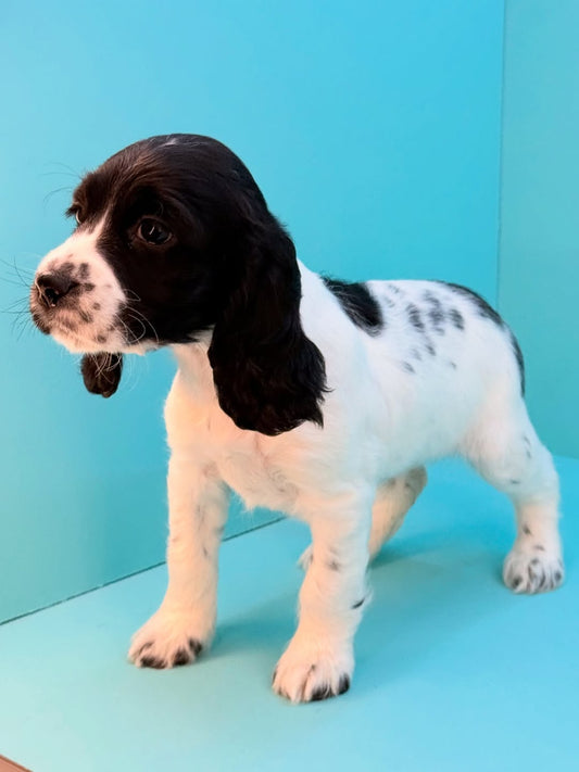 Cocker Spaniel