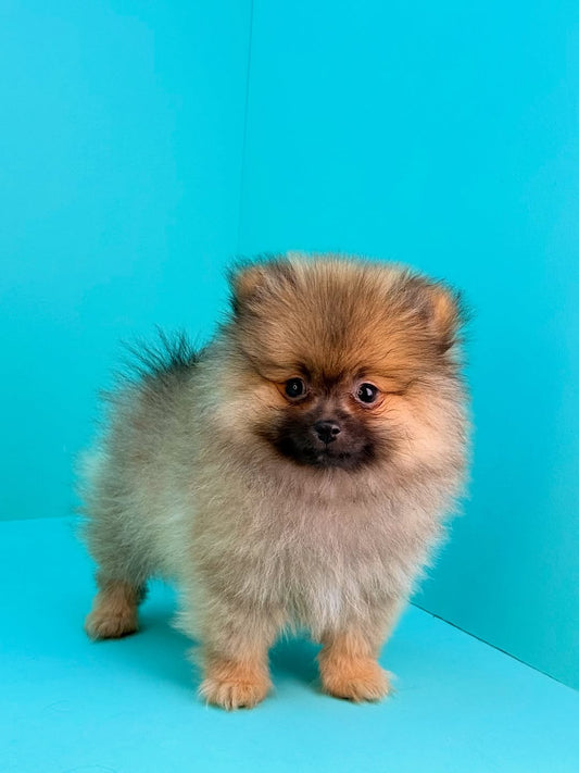 Teacup Pomeranian