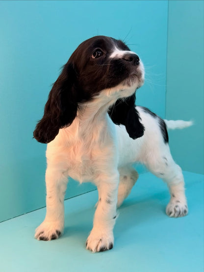Cocker Spaniel