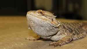 Bearded Dragons