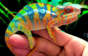 Chameleons