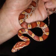 Corn Snakes