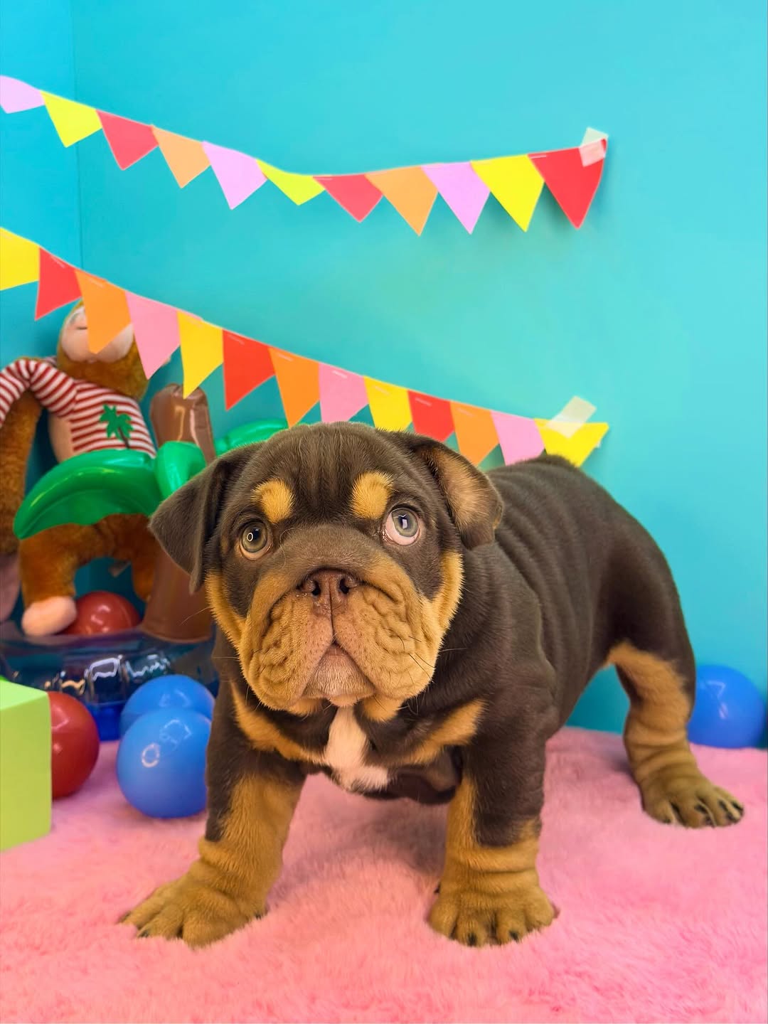 English Bulldog