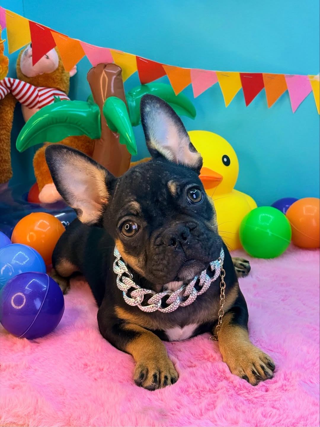 French Bulldog