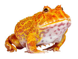 Pacman Frogs
