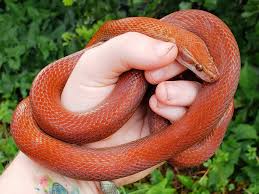 House Snake